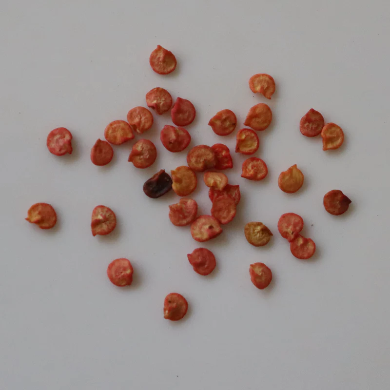 Capsicum Red Seeds (10 seeds)--2