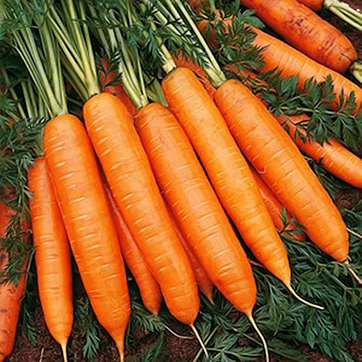 Carrot Seeds (10 seeds)-1