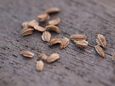 Carrot Seeds (10 seeds)-2