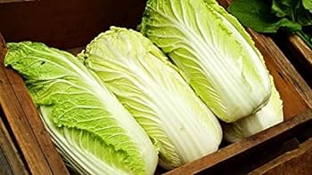 Chinese Cabbage Seeds (10 seeds)