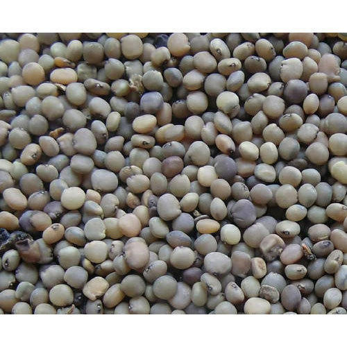 Cluster Beans Seeds (3 seeds)--