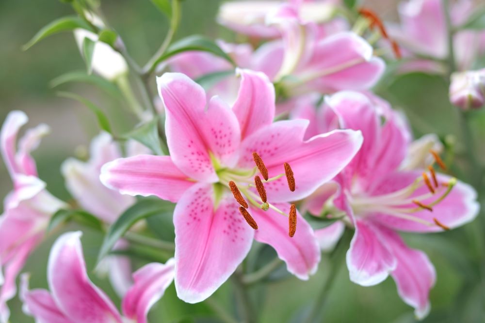 Companion Oriental Lily
