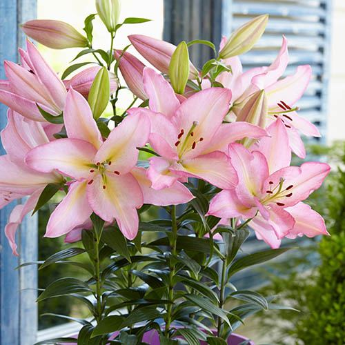 Companion Oriental Lily (Light Pink)