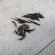 Cosmos Mixed Sensation Seeds (20 seeds)---