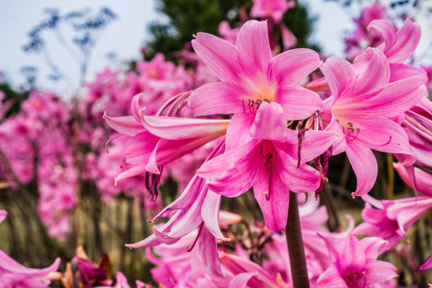 Crinum Lily (Pink) - Bulbs (set of 5)