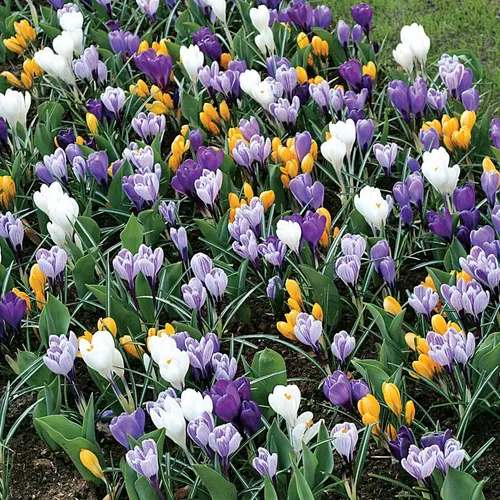 Crocus (Random Color)---
