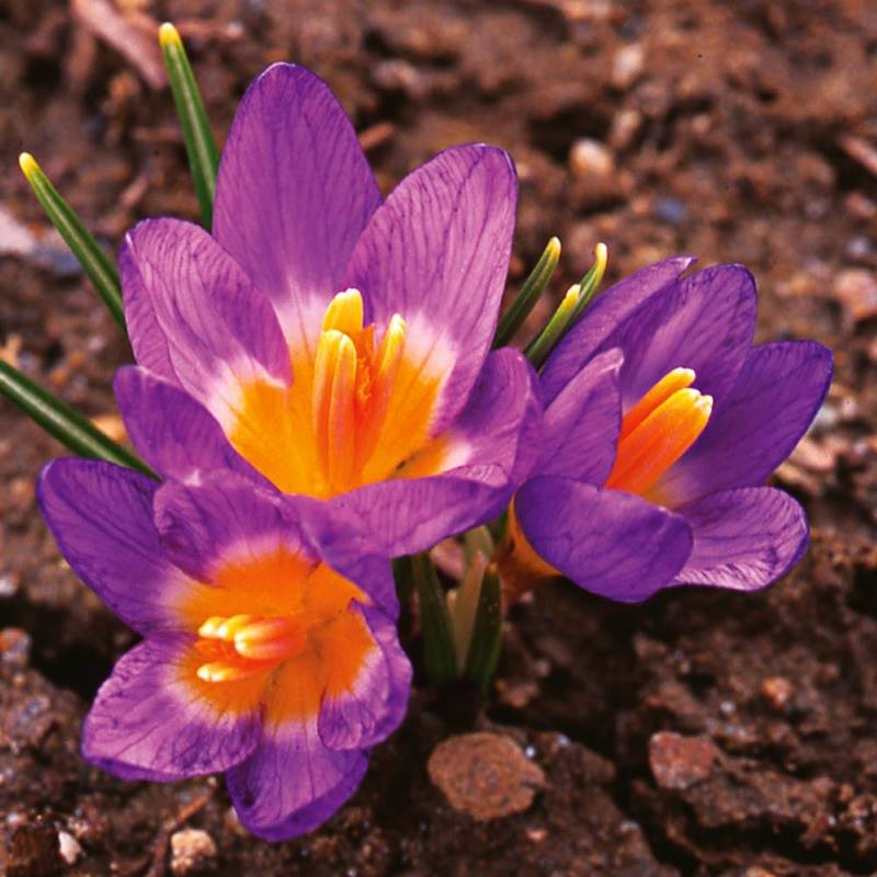 Crocus Siberi Tricolour (Purple, White, Yellow)----1