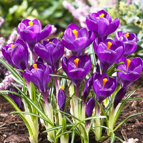 Crocus Siberi Tricolour (Purple, White, Yellow)--1