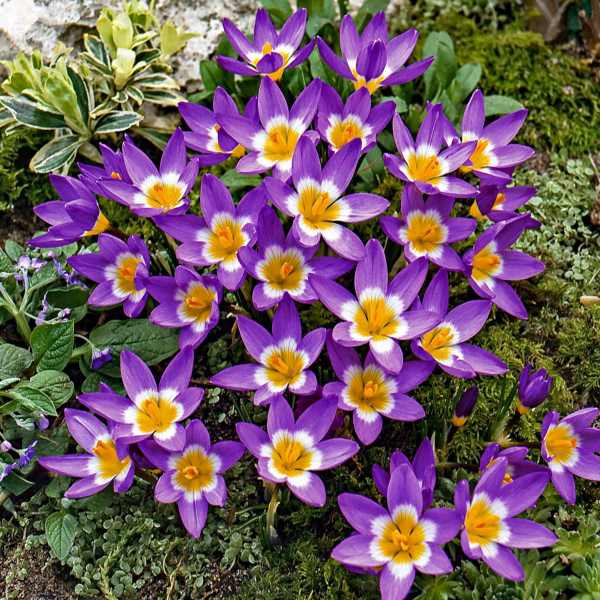 Crocus Siberi Tricolour (Purple, White, Yellow)- Bulbs (set of 5)---1