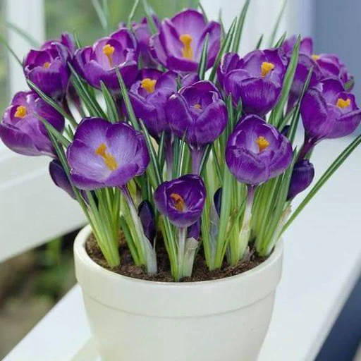 Crocus Siberi Tricolour (Purple, White, Yellow)- Bulbs (set of 5)--1