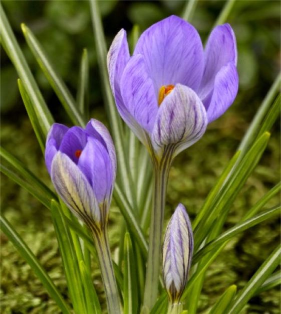 Crocus Van Guard (Blue) - Bulbs (set of 5)--