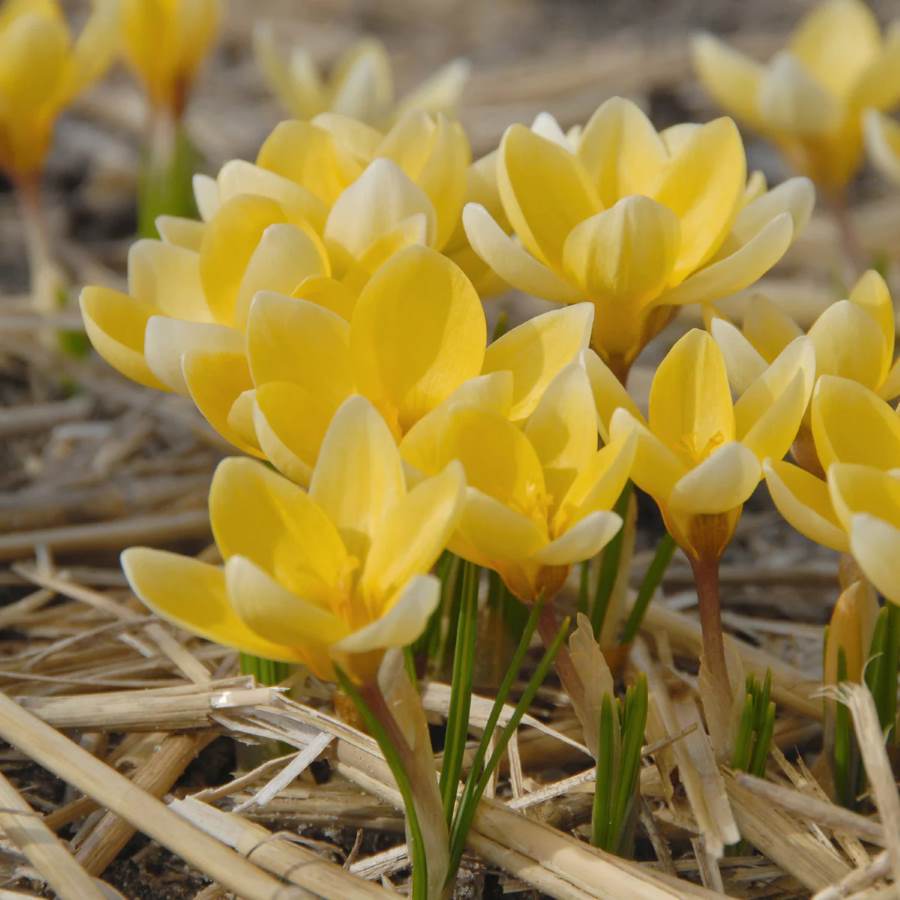 Crocus chrysanthus romance (Yellow)--
