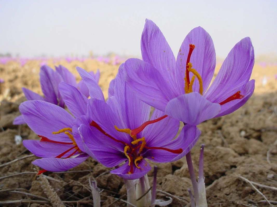 Crocus sativus, Kesar, Saffron - Bulbs (set of 5)--1