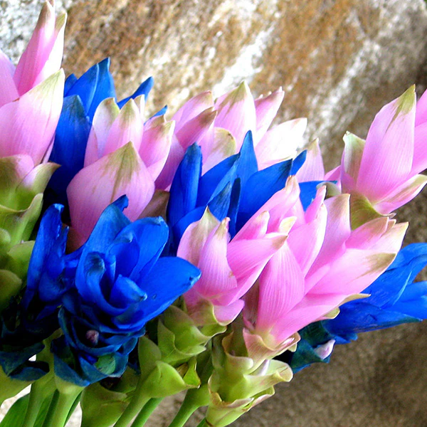 Curcuma (Blue) - Bulbs (set of 5)