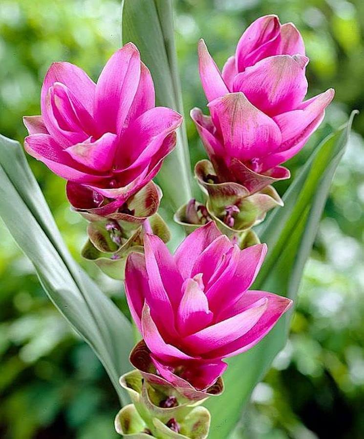 Curcuma (Pink) - Bulbs (set of 5)