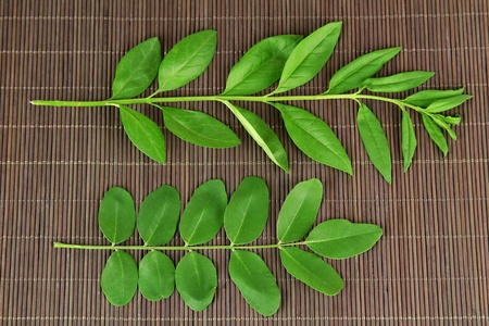 Curry Plant Seeds (5 seeds)-2