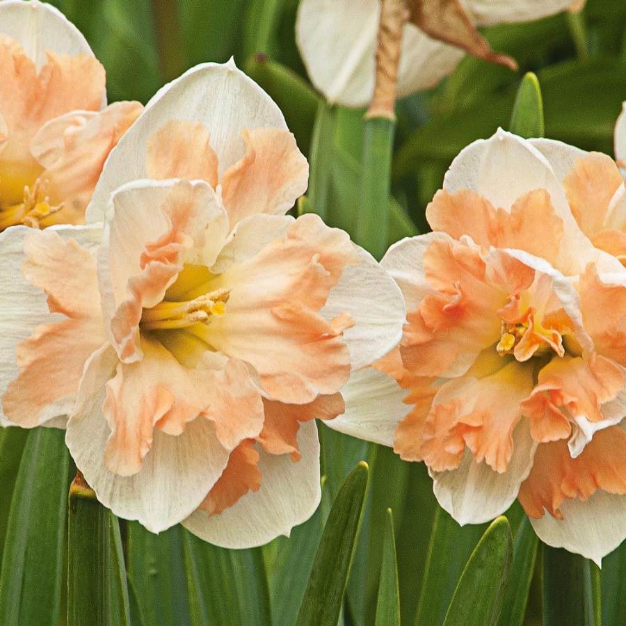 Daffodil Cum Laude (White, Orange)
