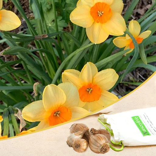 Daffodil (Orange) - Bulbs