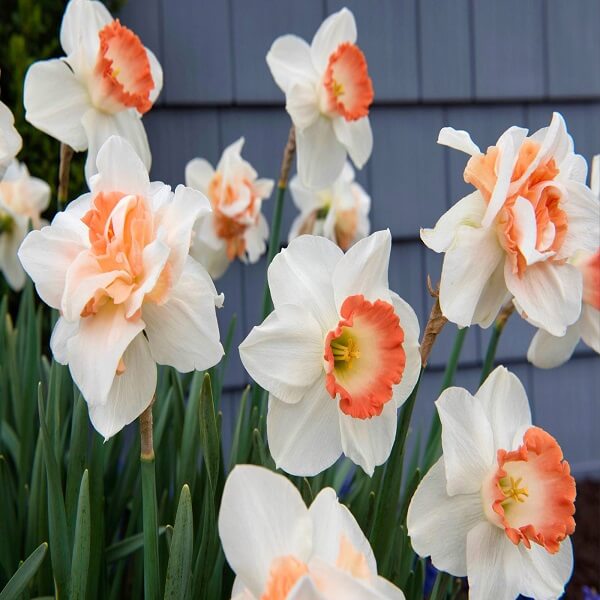 Daffodil Replete (White, Orange) - Bulbs (set of 5)