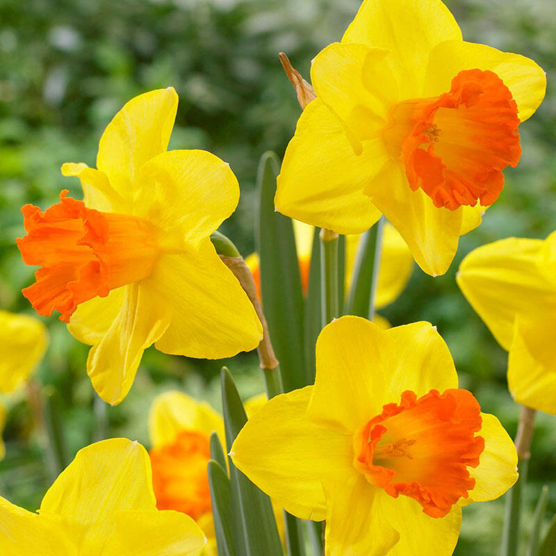 Narcissus Orange Progress