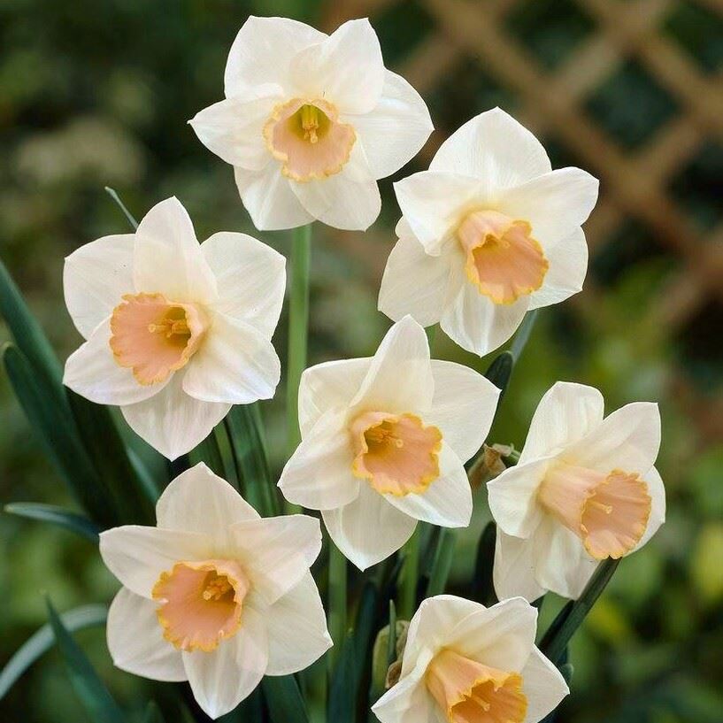 Daffodil Spring Pride, Salome (White, Orange) (1)