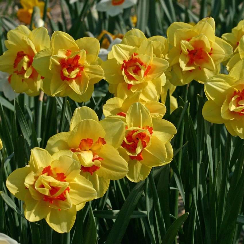 Daffodil Tahiti (Yellow, Orange) - Bulbs--