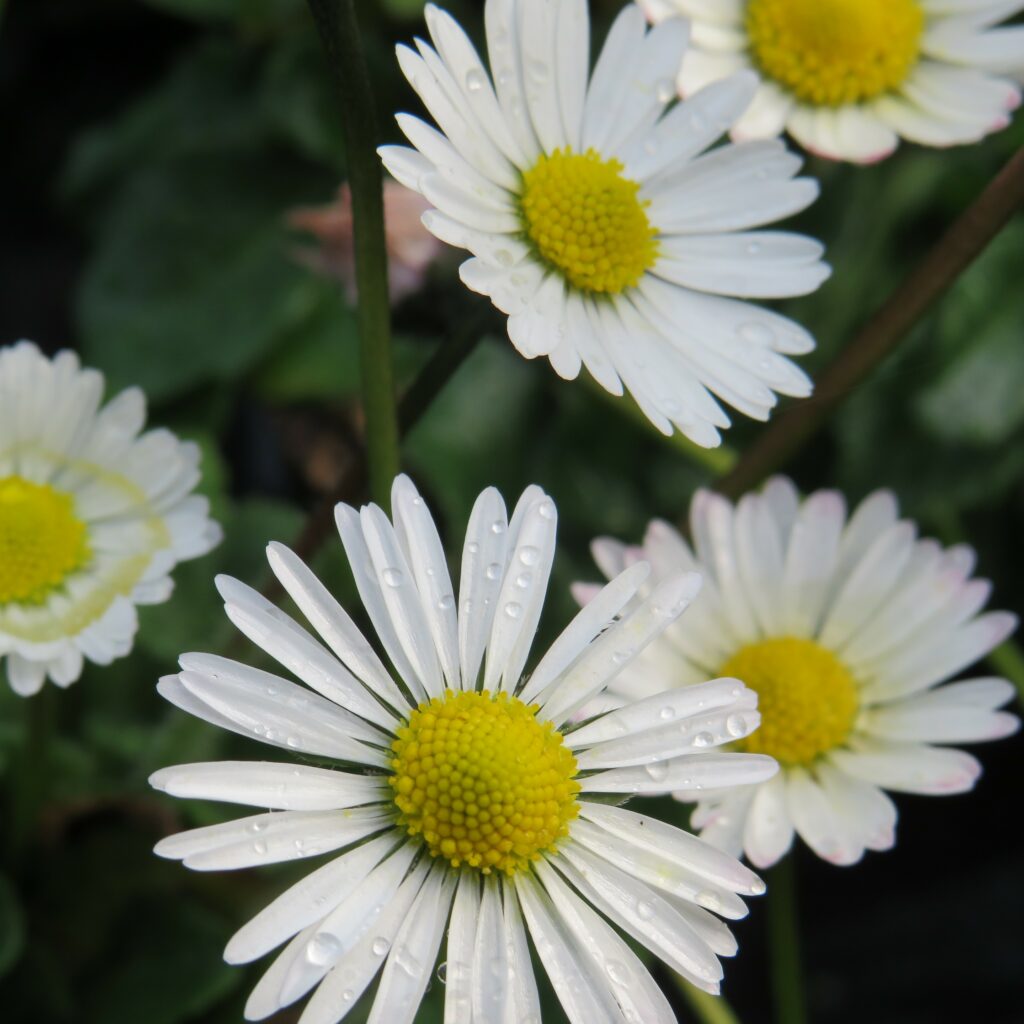 Daisy Mixed Seeds (30 seeds)-