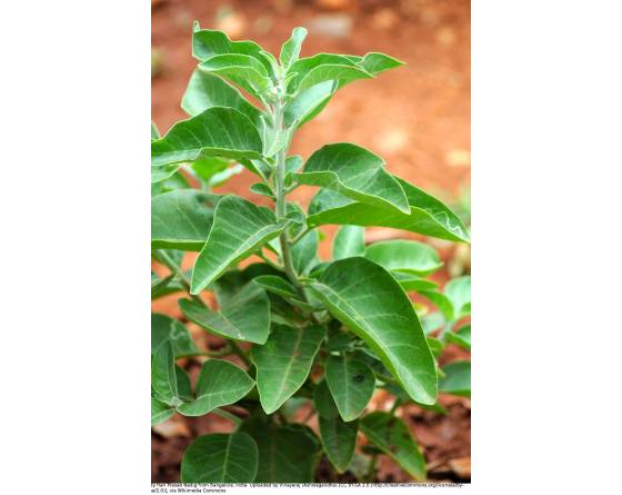 Demand Agro Ashwagandha Seeds