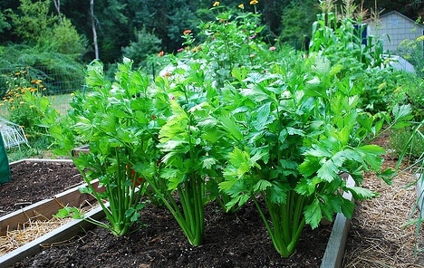Demand Agro Celery Seeds