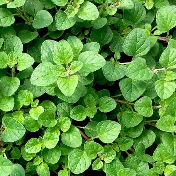 Demand Agro Oregano Seeds-1