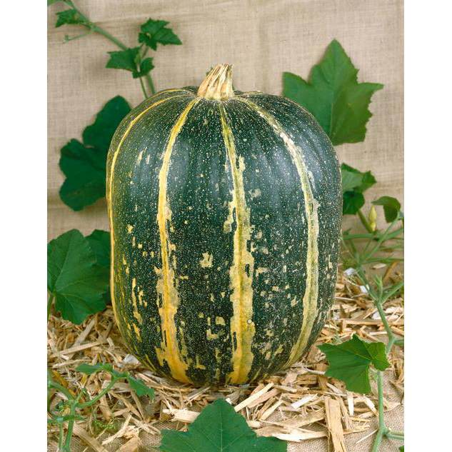 Demand Agro Pumpkin F1 Das Seeds-