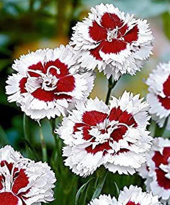 Dianthus Splendor Seeds (20 seeds)-