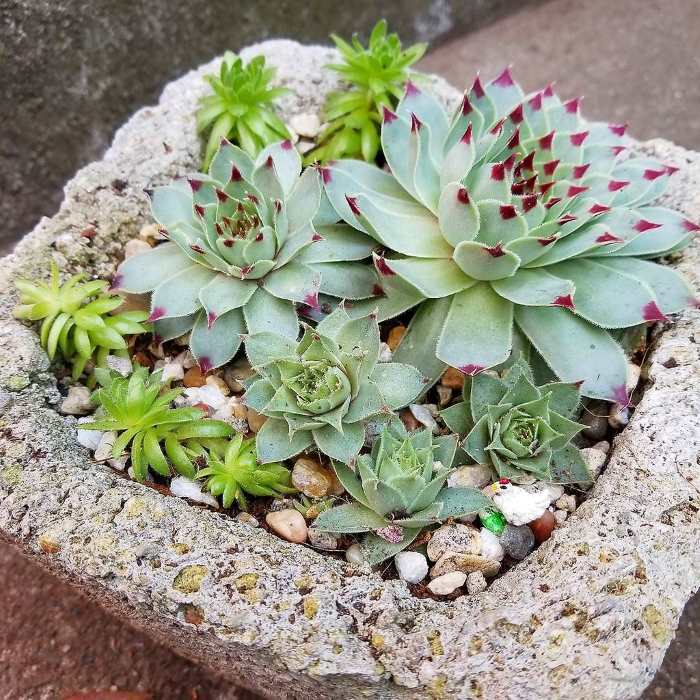 Echeveria Succulent Indoor Plant (1pc)----1