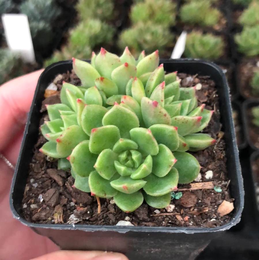 Echeveria Succulent Indoor Plant (1pc) - 1