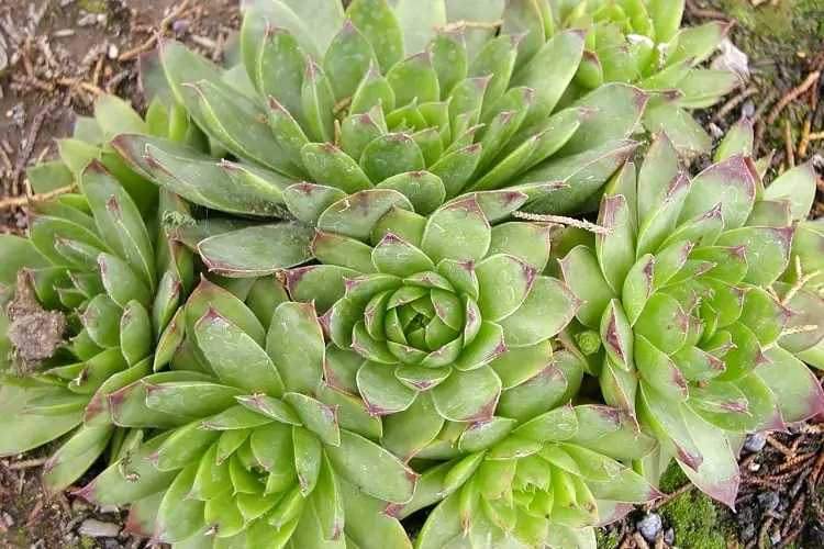 Echeveria Succulent Indoor Plant (1pc)---1