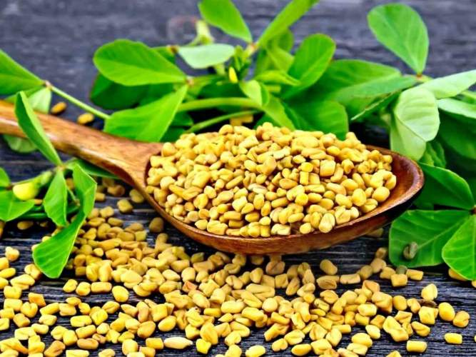 Fenugreek (Methi) Seeds (10 seeds)--2