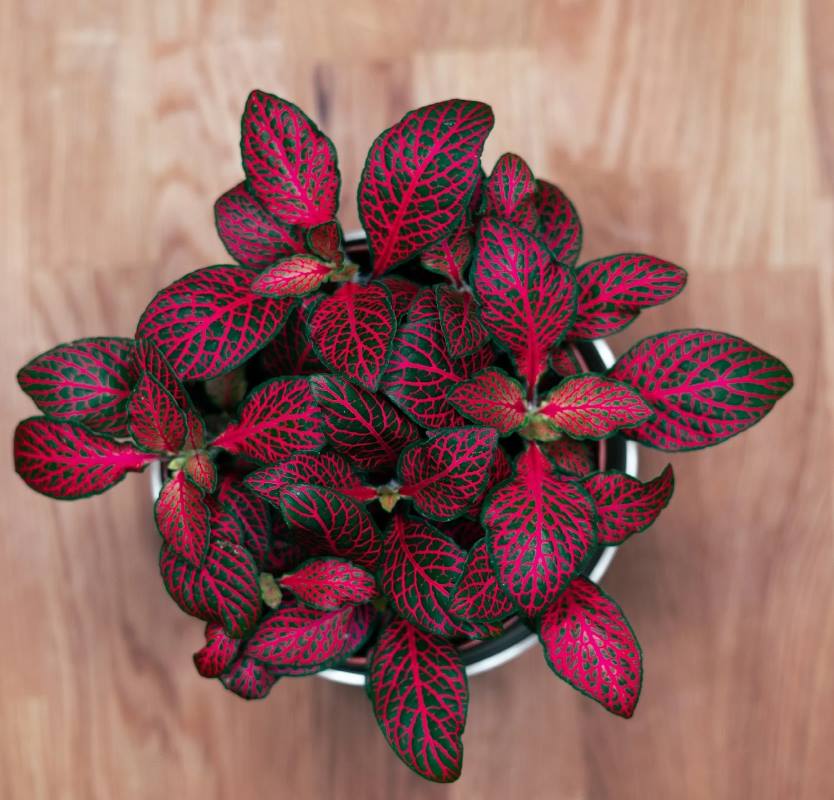 Fittonia Red Sapling (1pc)-