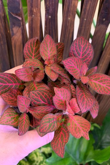 Fittonia Red Sapling (1pc)--1