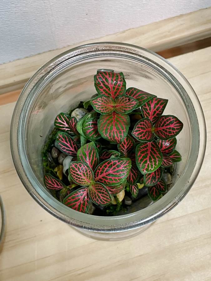 Fittonia Red Sapling (1pc) -- 2