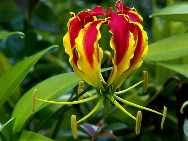 Flame Lily, Gloriosa superba (Red, Yellow)--