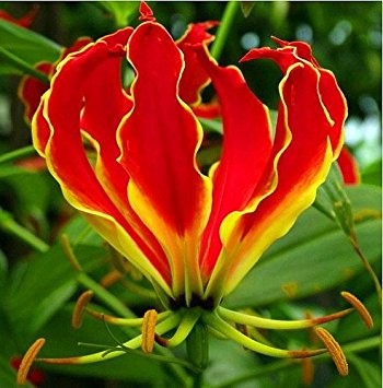 Flame Lily, Gloriosa superba (Red, Yellow)