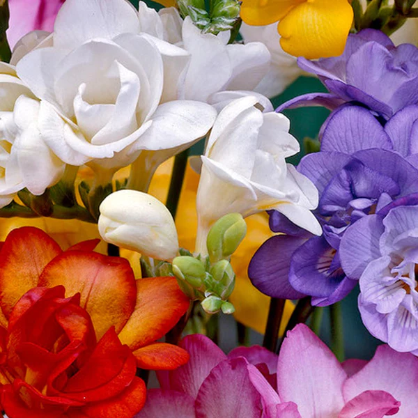 Fluorescent Freesia (20 Bulbs Pack)