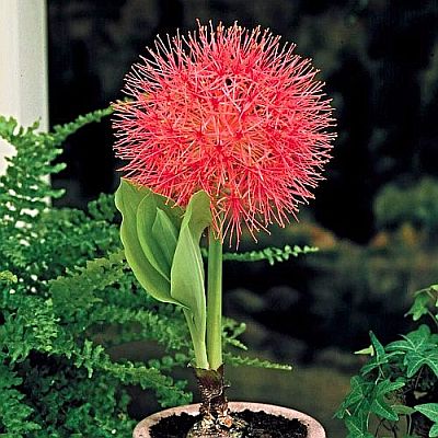 Football Lily, Haemanthus Multiflorus, Blood Lily - Bulbs (set of 5)