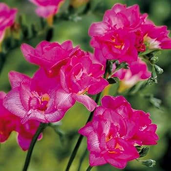 Freesia Double (Pink) - Bulbs (set of 5)--