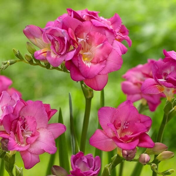 Freesia Double (Pink)