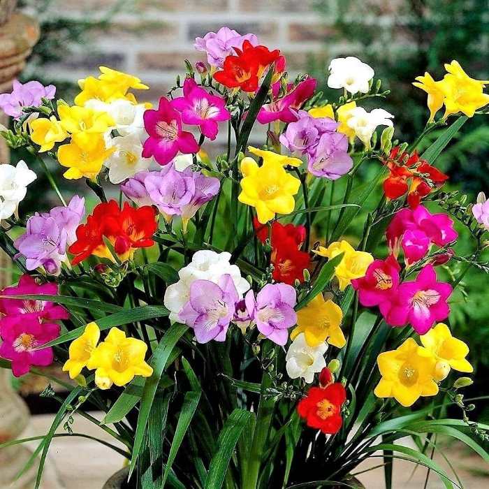 Freesia Double (Random Color) - Bulbs (set of 5)---