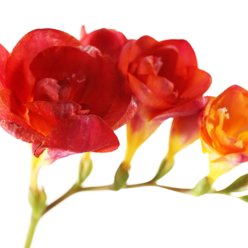 Freesia Double (Red) - Bulbs (set of 5)