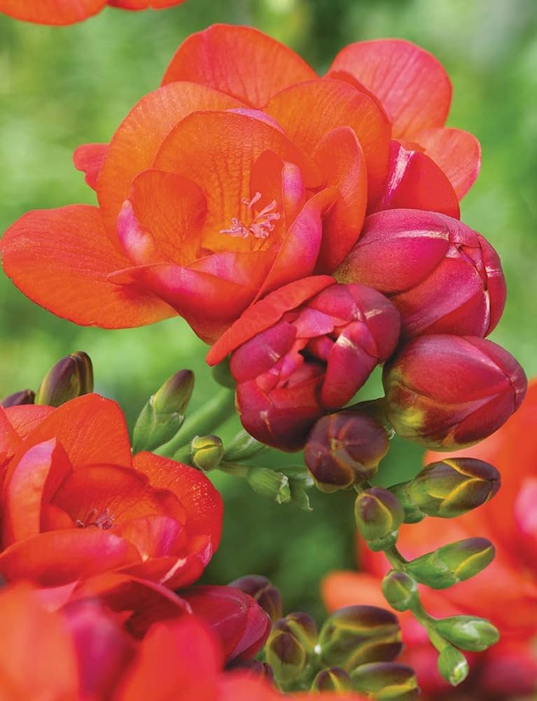 Freesia Double (Red)