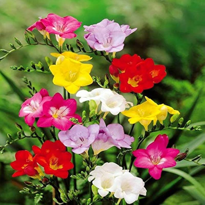 Freesia (Mix Color) - Bulbs (set of 5)---
