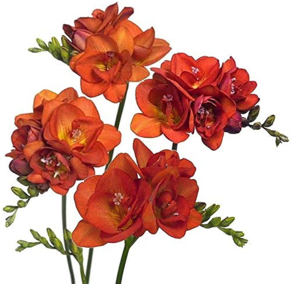 Freesia (Orange) - Bulbs--